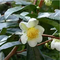Natural plant extract ingredients in MetaboDrops formula